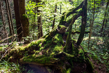 Rotten rhizomes of a fallen tree covered with green moss in a wild forest