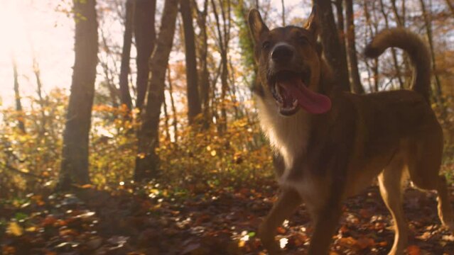 LENS FLARE: Cute dog with his tongue out strides along leafy forest path in fall. Obedient and trained mixed breed doggy is walking off leash on a walk through colorful autumn forest at golden sunset.