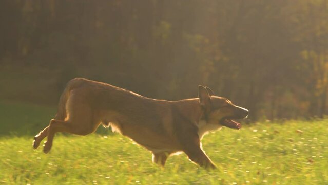 LENS FLARE: Obedient dog runs across green meadow towards owner after recall. Cheerful lady is delighted to see her adopted doggy obey on an autumn sunset walk through beautiful green countryside.