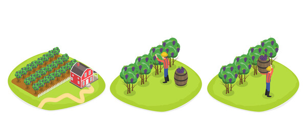 3D Isometric Flat  Conceptual Illustration of Vineyard Harvesting, Grape Selection and Cultivation, Wine Production