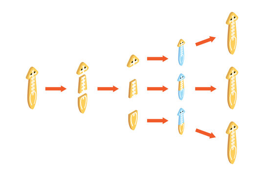 3D Isometric Flat  Conceptual Illustration of Planaria Regeneration, Educational Scheme