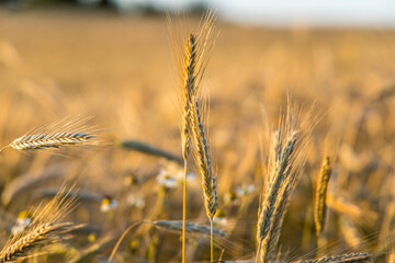 Field of gold ripe rye wheat in a summer day ready for harvesting period
