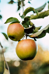 A red apple on a branch in the garden. Growing apples. Autumn day outside