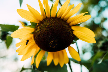 Naklejka premium Sunflower blooms, blue sky. Decorative sunflower. Production of sunflower oil