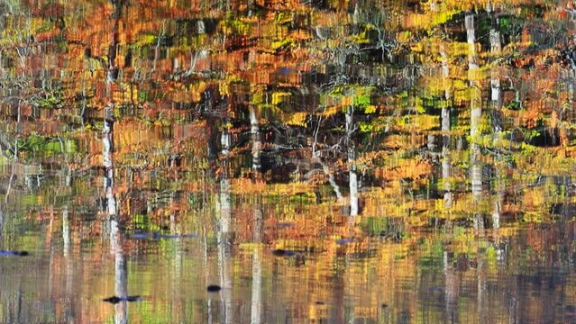 Autumn leaves and branches in calm water. Still mirror shot. Forest of breathtaking Autumn colors at Yedigoller National Park in Bolu, Turkey
