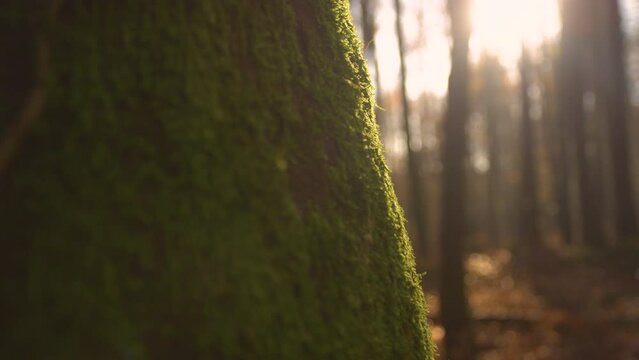 LENS FLARE, CLOSE UP, DOF: Old tree trunk overgrown with moss in autumn forest. Abstract view of the shady and moist side of a tree covered with flowerless green plant with thin edge lit with sunlight