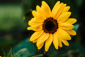 Sunflower blooms, blue sky. Decorative sunflower. Production of sunflower oil