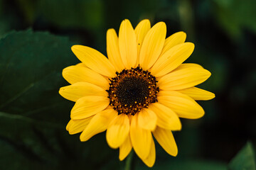 Sunflower blooms, blue sky. Decorative sunflower. Production of sunflower oil