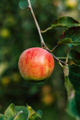 A red apple on a branch in the garden. Growing apples. Autumn day outside