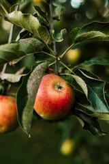 A red apple on a branch in the garden. Growing apples. Autumn day outside