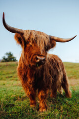 portrait of scottish highland cow looking at camera in a field. farm animal