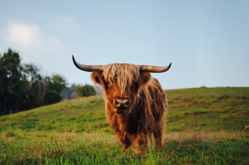 portrait of scottish highland cow looking at camera in a field. farm animal