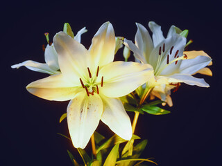 White lily bouquet on dark background. Soft and airy look. Nature beauty.