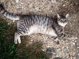 Relaxed grey fur color tabby cat laying on a grass. Country side life.