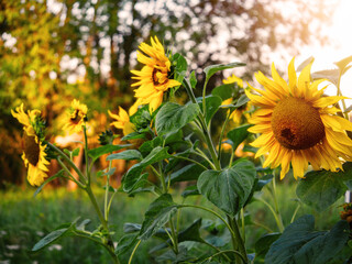 Organic sunflower grows in a garden. Summer season time. Popular flower with vivid color.