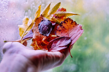 Autumn leaves holding by human hand