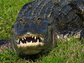 Alligator with a toothy grin in Lake Apopka Wildlife Refuge in Florida