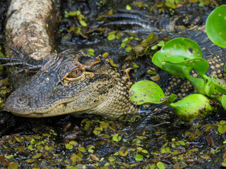 Young alligator among the green aquatic plants in a Florida park