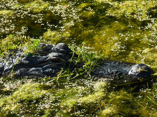Alligator hiding in the algae in Florida's Orlando Wetlands