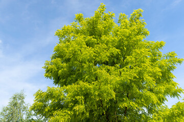 beautiful foliage of the acacia tree is white with green foliage