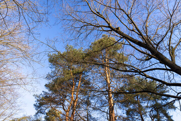 pine trees in early spring in sunny clear weather