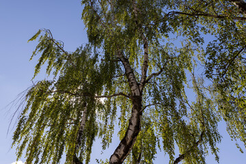 High birch tree in summer
