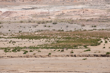 Two wild burros in the desert