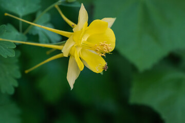 Texas Spring Wildflowers - yellow
