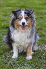 12-Years-Old Blue Merle Tricolor Miniature Australian Shepherd Female Dog.