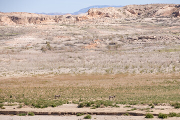 Two wild burros in the desert