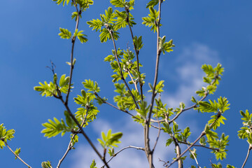 mountain ash tree branches in the spring season