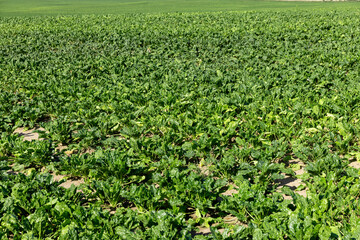 Fototapeta na wymiar green foliage on sugar beet in a field