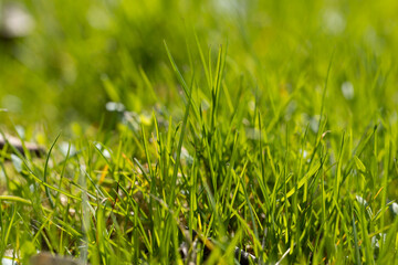 green grass in the spring season in the park