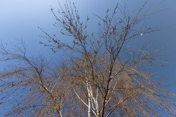 a birch tree without foliage in the spring season