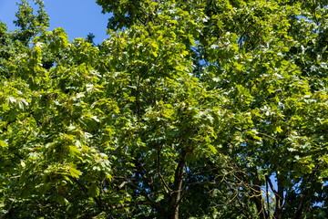 Fototapeta premium maple trees in the autumn season in sunny weather