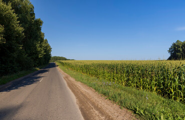 Fototapeta premium Paved road through the forest
