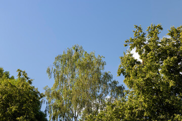 A variety of trees growing in the park