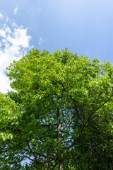 oak with green foliage in the spring season
