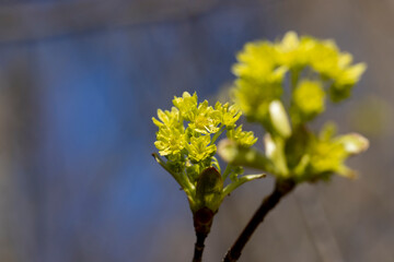 green foliage and maple flowers on trees in the spring season