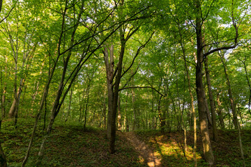 changing the color of the foliage of plants in the autumn season
