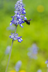 Texas Spring Wildflowers - purple