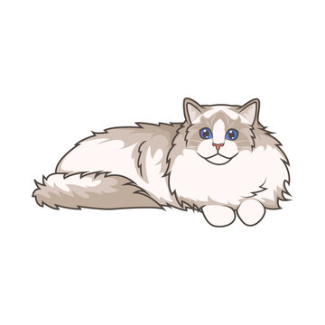 Discover adorable Ragdoll kittens. These high-quality illustrations exude cuteness, perfect for pet-related designs. simple illustration of ragdoll cat. eps10
