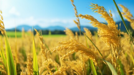 Close - up of a golden rice field. Solid foreground. Large rice field in the background. Blurred background.