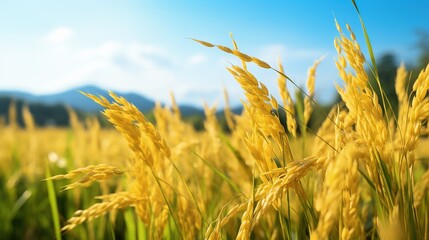Obraz premium Close - up of a golden rice field. Solid foreground. Large rice field in the background. Blurred background.