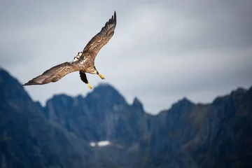 Fotobehang Sea Eagle in Flight © Paul