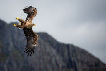 Sea Eagle in Flight