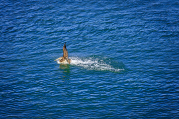 One Brown Pelican bird landing on the sea with splashing water
