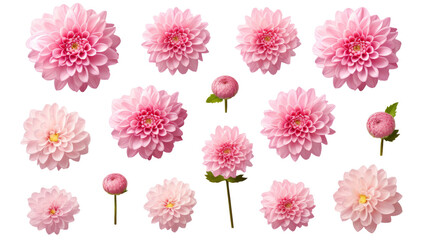 Delicate Pink Chrysanthemum Set: Top View of Flowers, Buds, & Leaves on Transparent Background, PNG