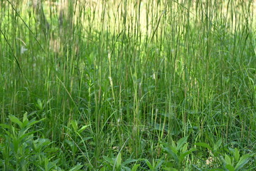 Broomsedge bluestem ( Andropogon virginicus ) flowers. Poaceae perennial plants. Native to North America. A weed that grows in vacant lots and produces spikelets on its inflorescences in autumn.