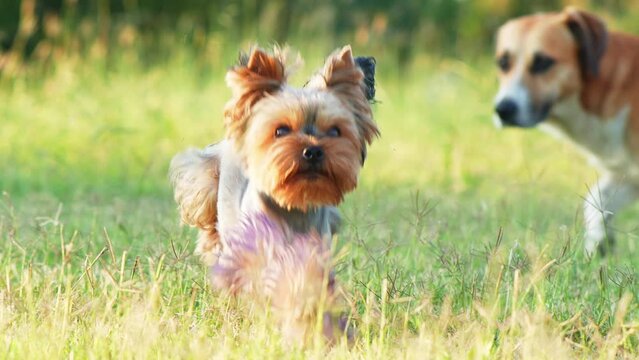 the dog runs runs forward the camera the grass. Happy and Active Yorkshire Terrier with violet paws in the park